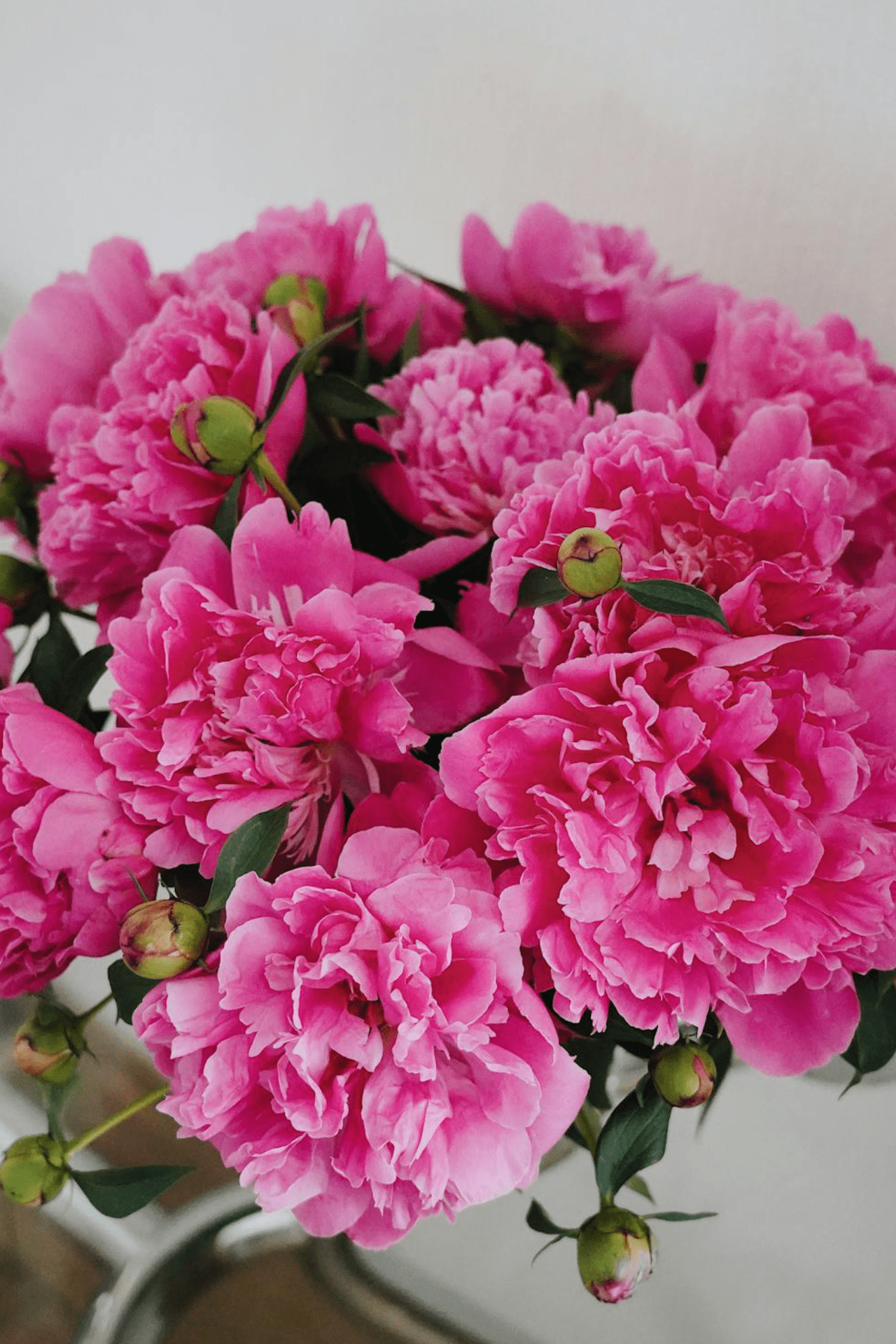 Pink Peony Flowers in a Vase