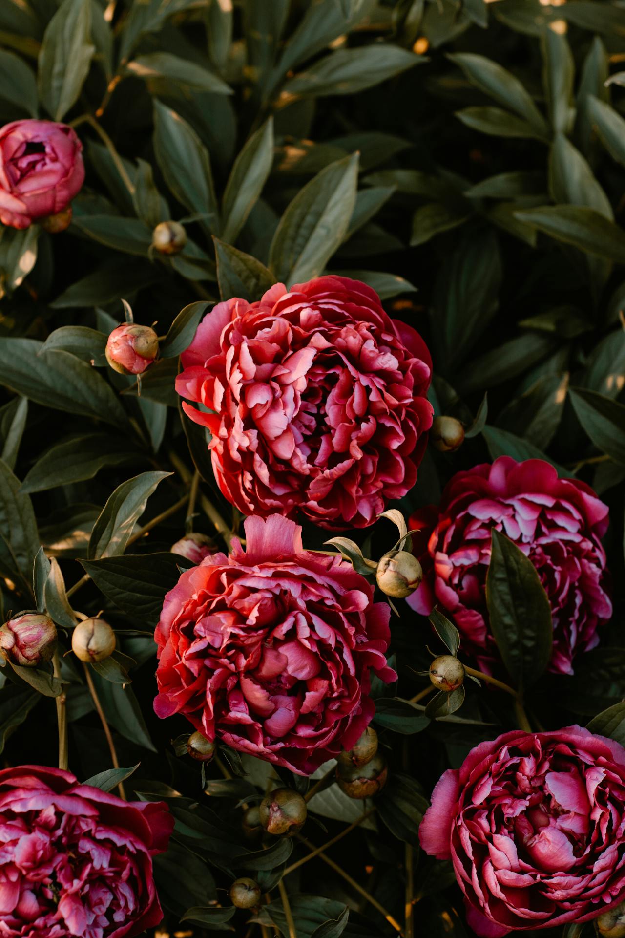 Close-Up Photo of Flowers