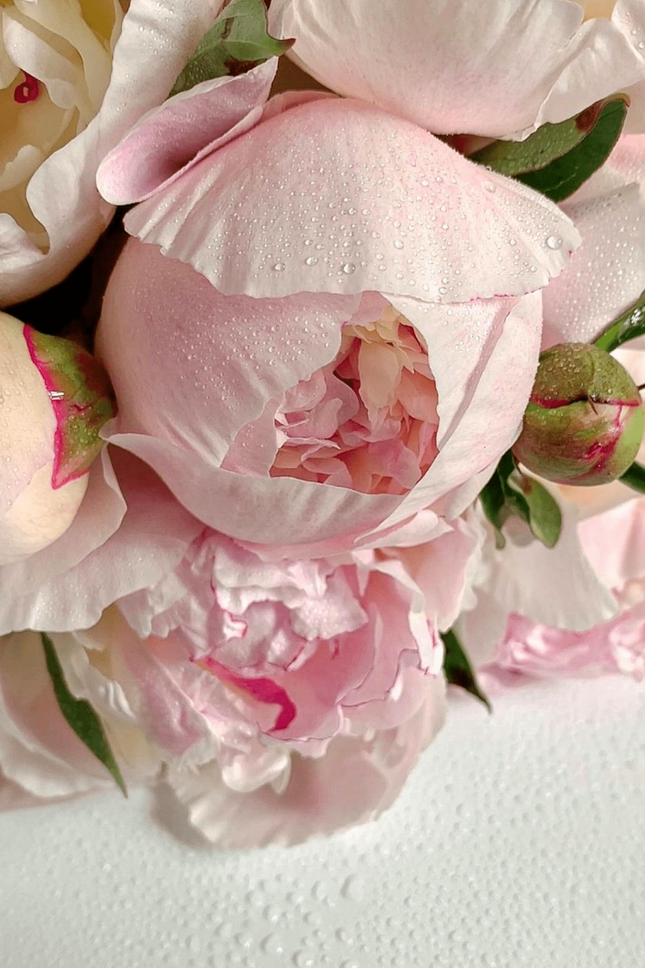 Close-Up Shot of Pink Peonies in Bloom<br />
